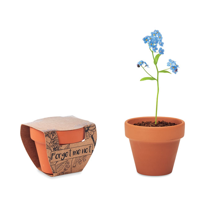 FORGET ME NOT - Terracotta-Topf Vergissmeinnich